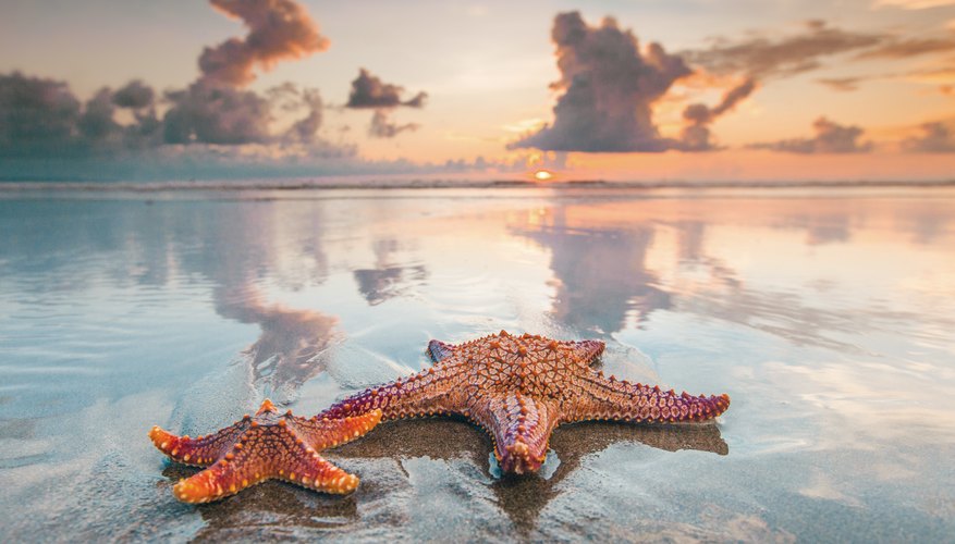 How starfish inspired businesses to come together to protect the oceans  Imagine5
