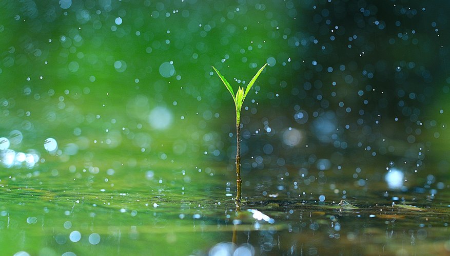 The Rain's Importance to Life on Earth | Sciencing