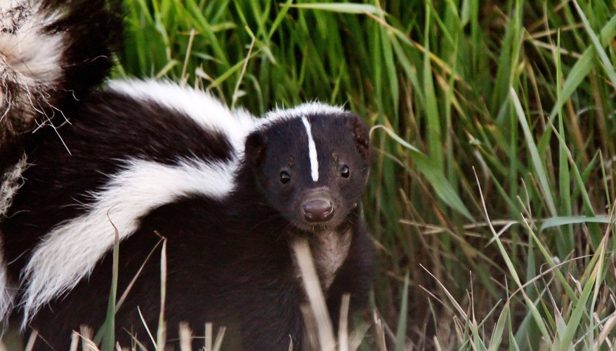 Physical & Behavioral Adaptation of Skunks | Sciencing