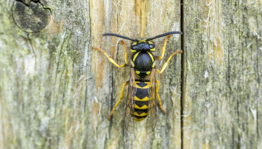 Wasps That Fly at Night Sciencing