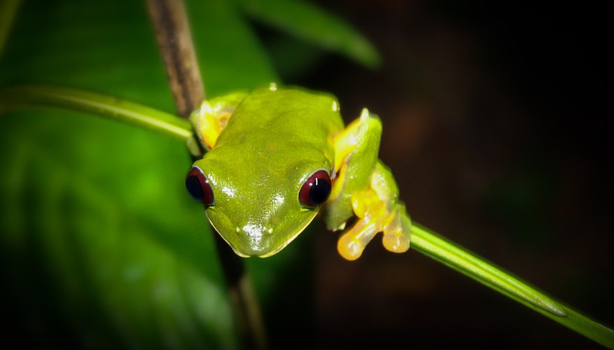 Animals That Chirp at Night | Sciencing