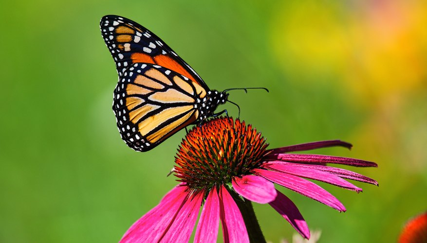 What Do You Do for a Butterfly With Crinkled Wings? | Sciencing