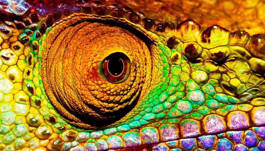 The Adaptations of Chameleons | Sciencing