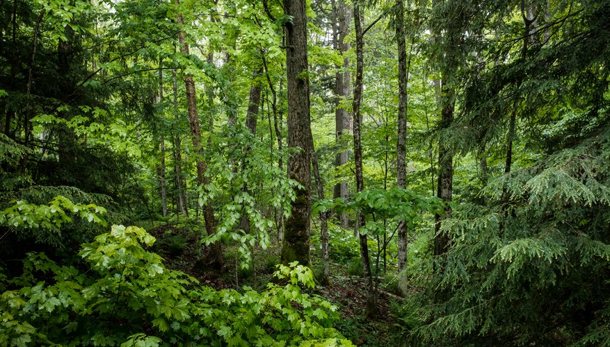 Food Chains In A Woodland Habitat Sciencing