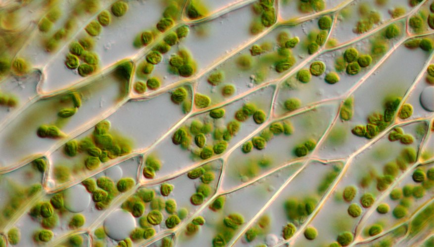 The Importance of Plant Cells | Sciencing
