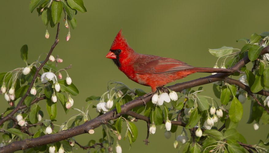 How to Care for an Injured Red Cardinal | Sciencing