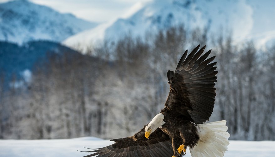 Endangered Species Act Winners and Losers A Year in Review