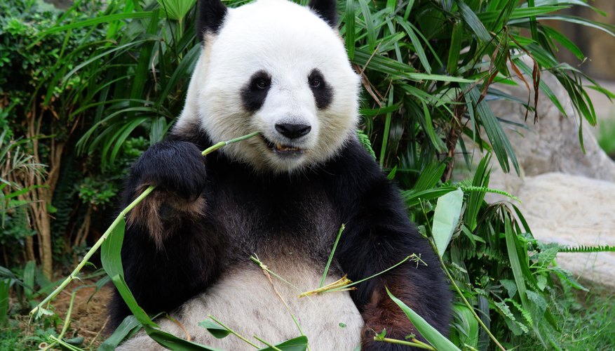 how-do-giant-pandas-survive-sciencing