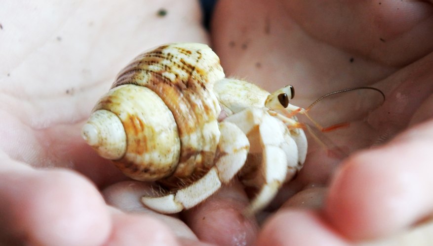 How to Find a Hermit Crab | Sciencing