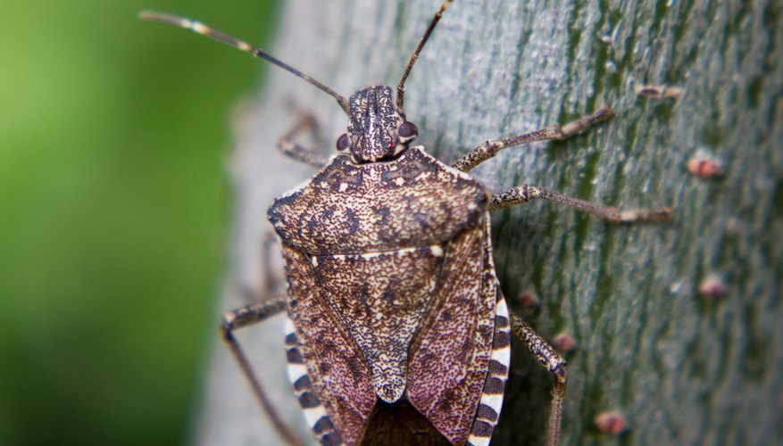 marmorated stink bug life cycle