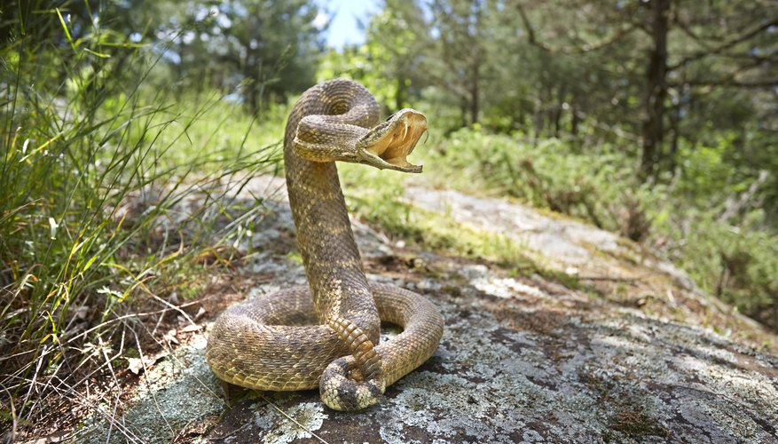 Baby Diamondback Rattlesnake Without Rattles