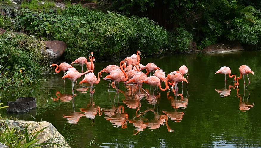 Are There Pink Flamingos in Hawaii? | Sciencing