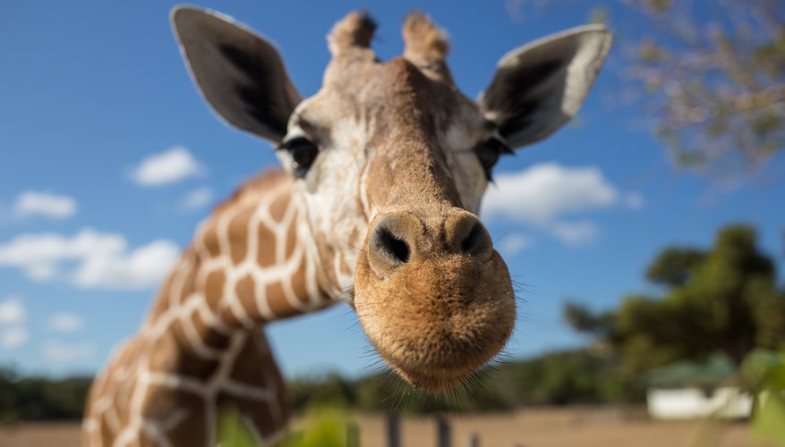How Does a Giraffe Breathe? | Sciencing