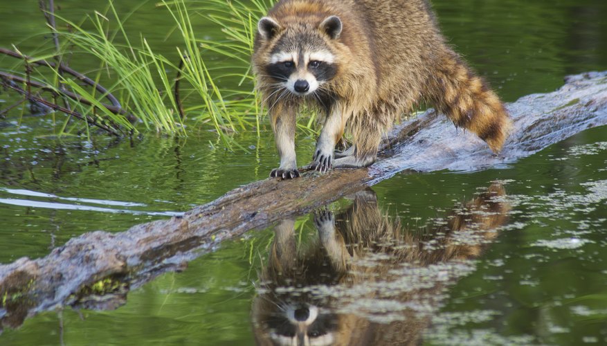Animals Found in the Piedmont Region of Georgia | Sciencing