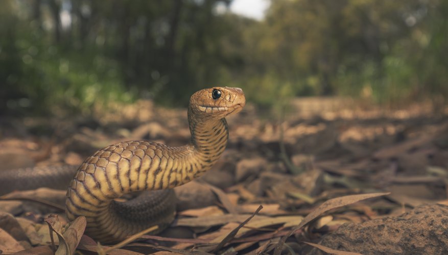 Brown Snakes in Mississippi | Sciencing