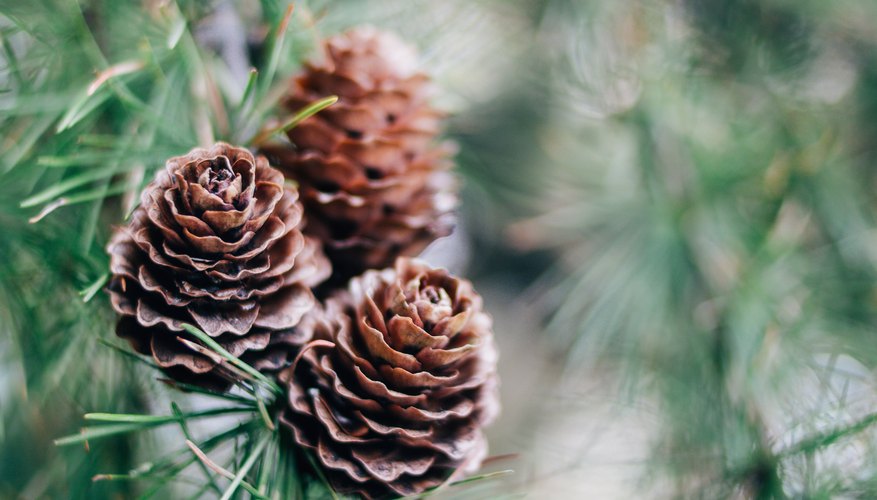 The Differences Between Male Pollen & Female Seed Pine Cones | Sciencing