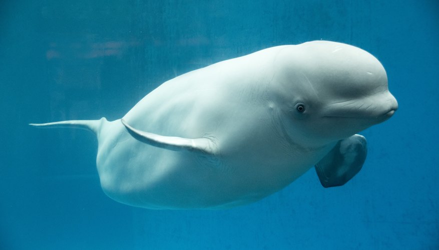 Is This Beluga Whale Seriously a Russian Spy? | Sciencing