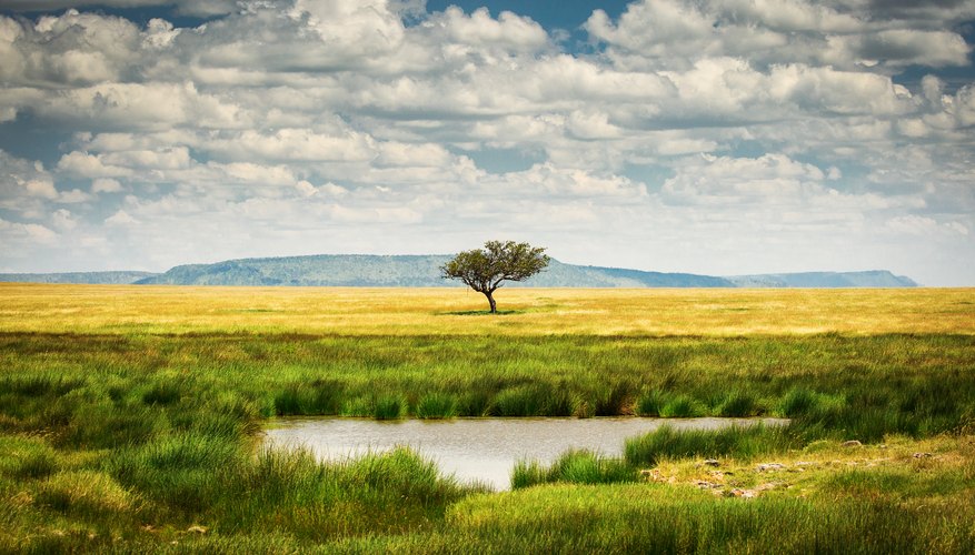 natural-resources-of-the-grassland-biome-sciencing