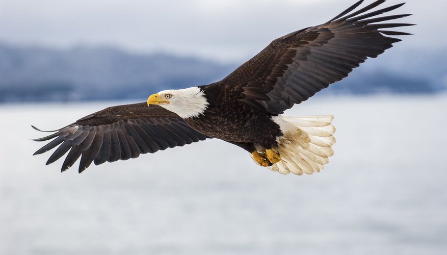 Life Cycle of an Eagle | Sciencing