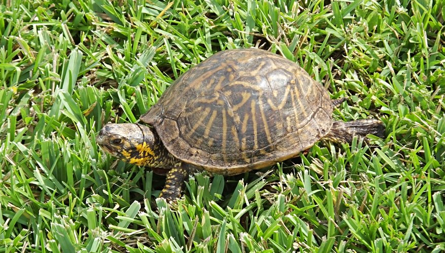 behavioral-adaptations-of-the-box-turtle-sciencing