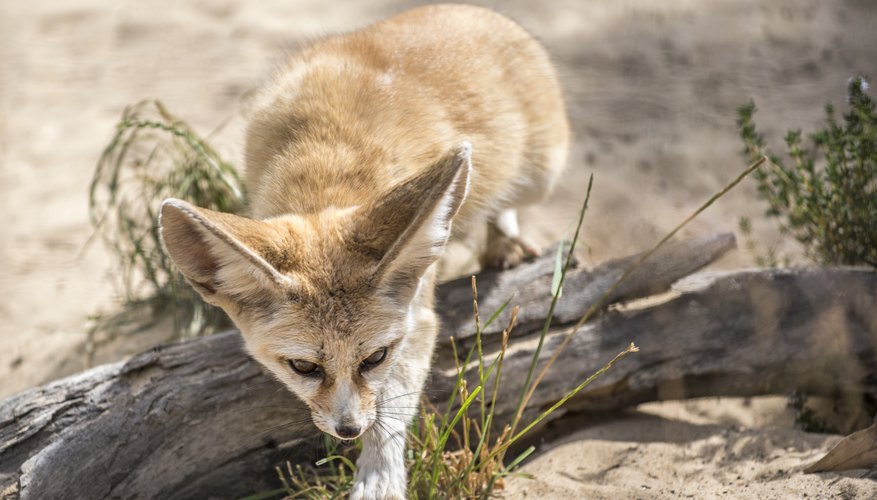 Animals of the Thar Desert | Sciencing