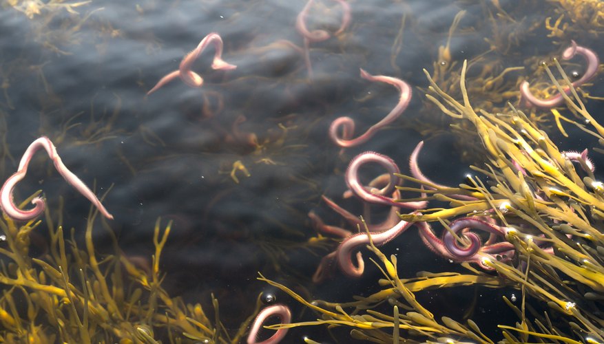 Tiny Red Worms in Water | Sciencing