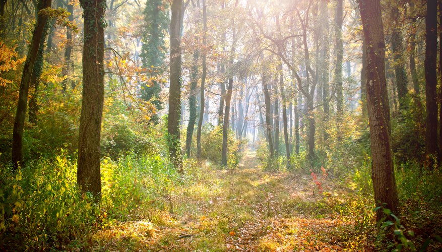 How Do Animals Adapt to the Temperate Rainforest?