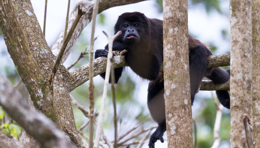 Adaptations of Monkeys for the Jungle - Sciencing