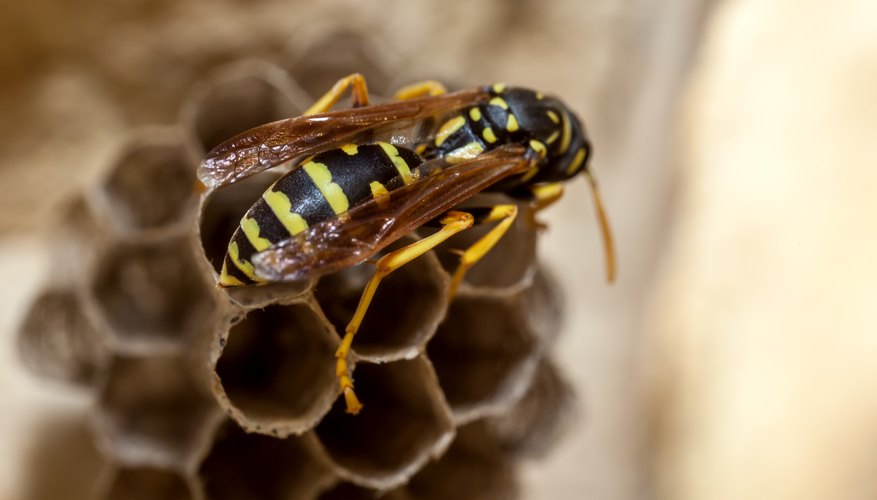 Types of Wasps | Sciencing