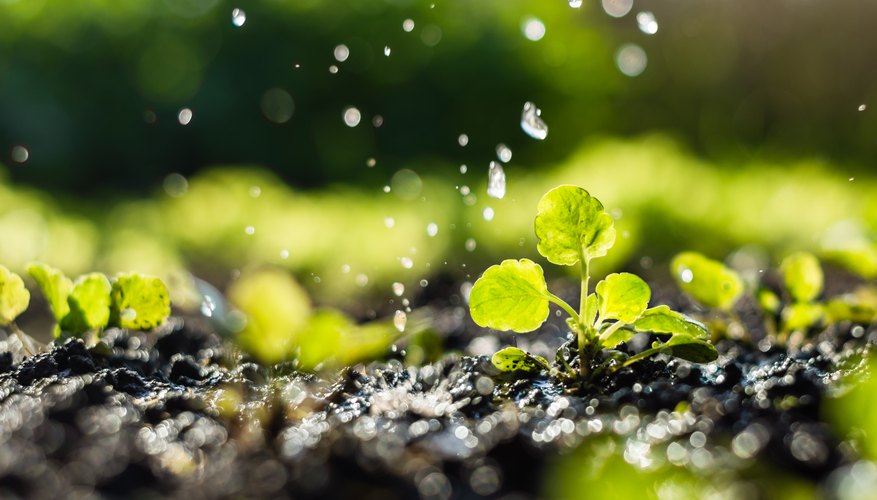 Does Acid Rain Have an Effect on Agriculture? | Sciencing