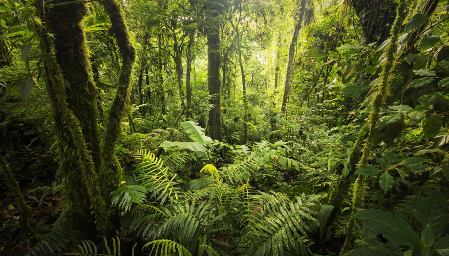Rainforest Weather & Climate | Sciencing