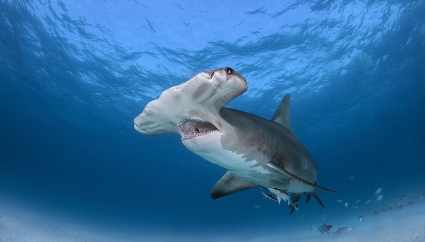 The Life Cycle of a Hammerhead Shark | Sciencing