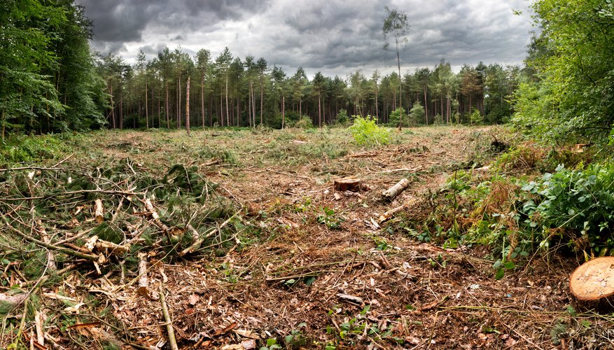 water habitat destruction