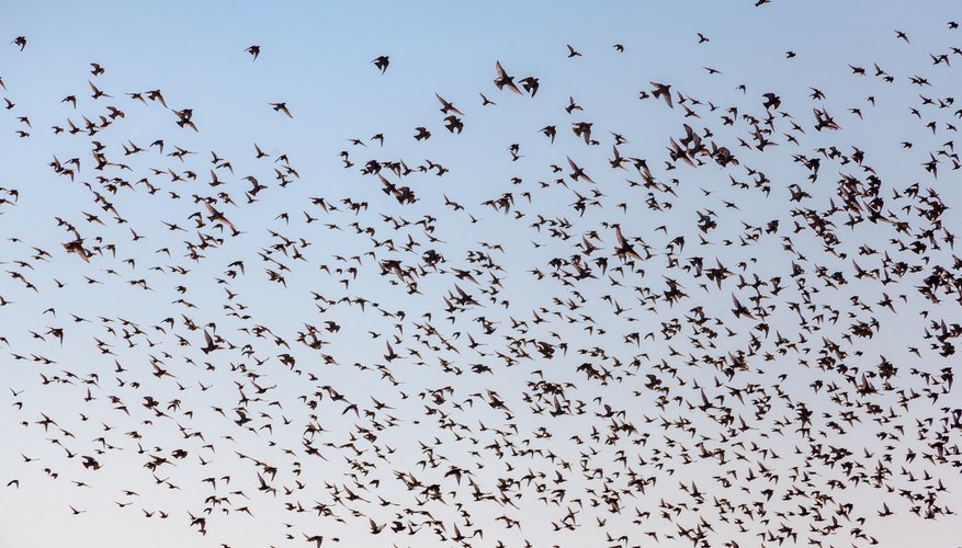 What Sounds Frighten Birds? | Sciencing