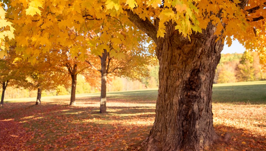 Maple Vs. Oak Wood | Sciencing