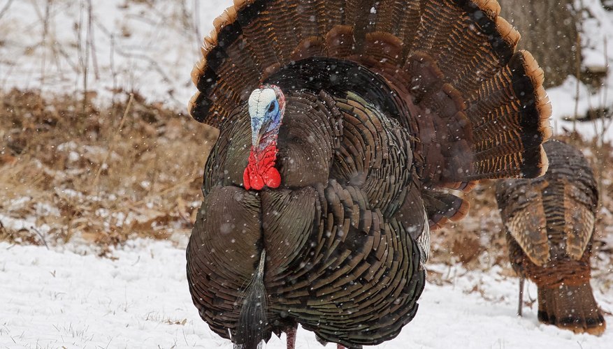 How to Tell the Difference Between Male & Female Turkeys