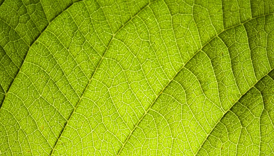 stomata leaf