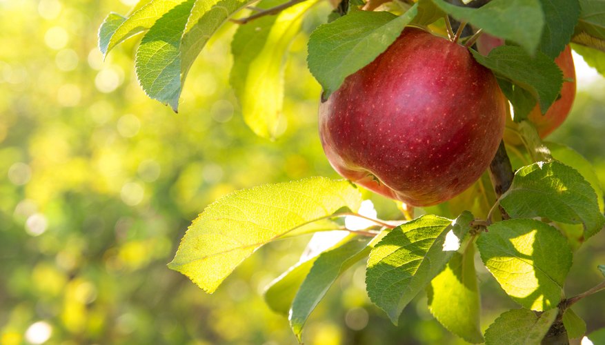 Apple Tree Leaf Identification | Sciencing