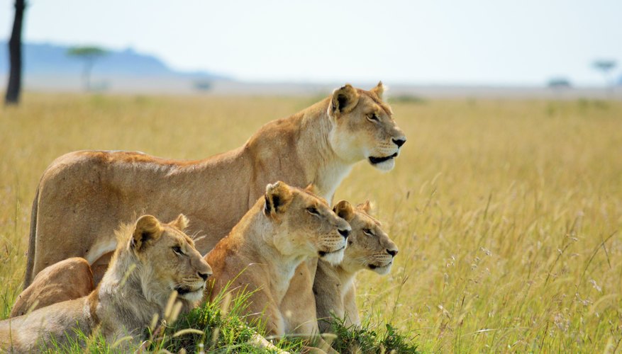 Difference Between Male & Female Lions | Sciencing