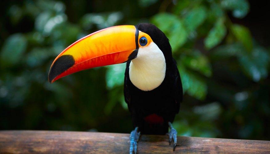 toucan appearance