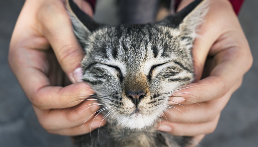 science experiments about cats