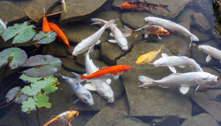 What Fish Will Help Clean Up a Pond Sciencing