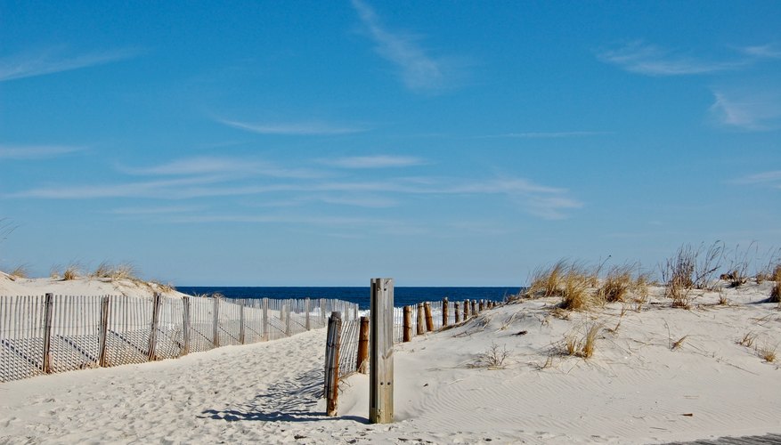 Types of Crabs on the New Jersey Shore | Sciencing