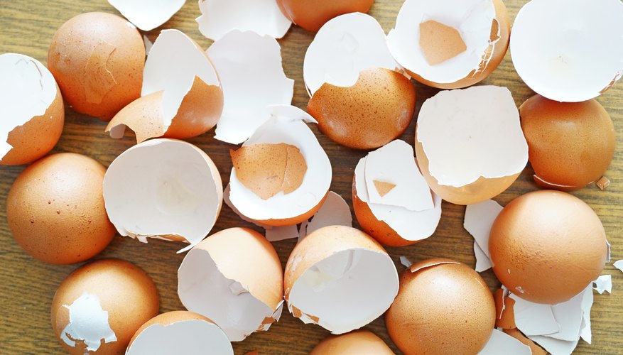 what-are-the-similarities-between-eggshells-and-teeth-sciencing