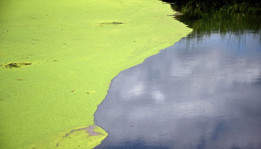 Как размножаются водоросли?