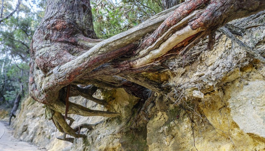 weathering by plants