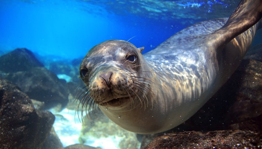 How Do Seals Defend Themselves? | Sciencing