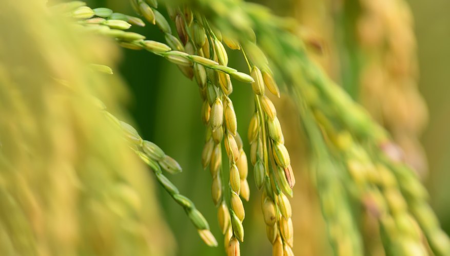 Golden Rice: Lifesaving Crop or Billion Dollar Failure? | Sciencing