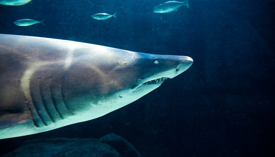 black tip shark teeth