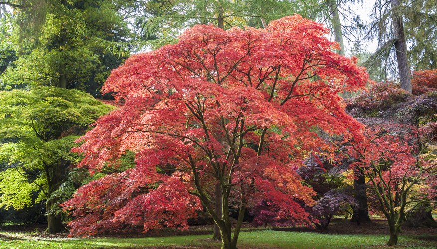 How Does a Japanese Maple Tree Carry Out Photosynthesis? | Sciencing